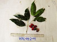 thumbnail image of current specimen