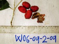 thumbnail image of current specimen