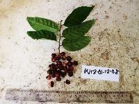 Prunus schlechteri image
