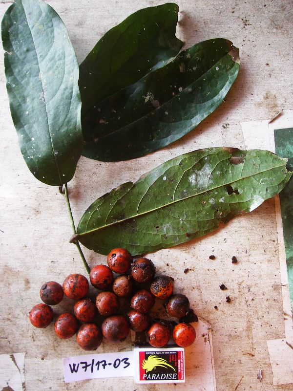 Pycnarrhena tumefacta image