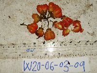 Harpullia longipetala image