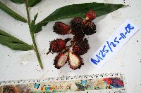 Meistera aculeata image