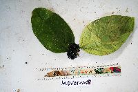 Steganthera hirsuta image