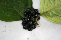 Steganthera hirsuta image