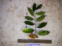 Maclura cochinchinensis image