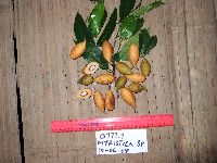 Myristica filipes image