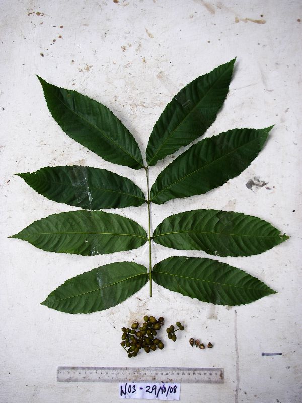 Alectryon ferrugineus image