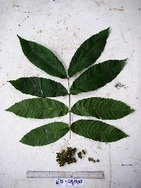 Media resource of Alectryon ferrugineus