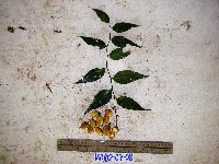 Gjellerupia papuana image