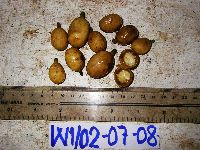 Gjellerupia papuana image