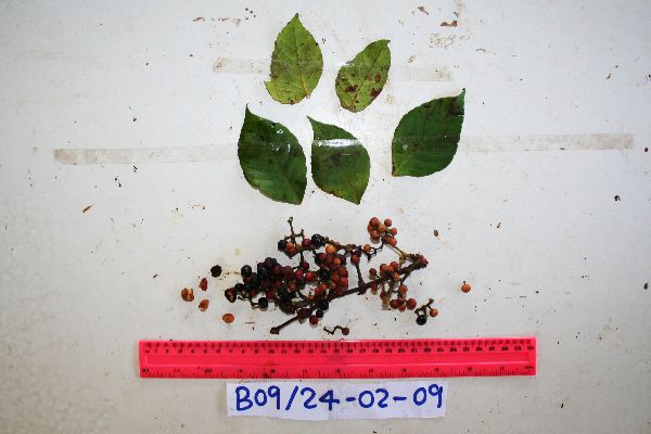 Tetrastigma maluense image