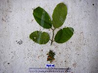 Kibara coriacea image