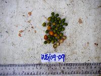 Kibara coriacea image