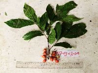 Lepidopetalum micans image