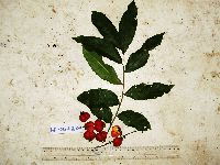 Thumbnail image of current specimen