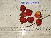 Thumbnail image of current specimen