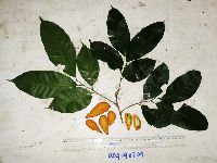 Dysoxylum latifolium image