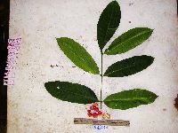 Epicharis parasitica image