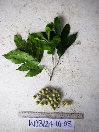 Image Associated With the Occurrence