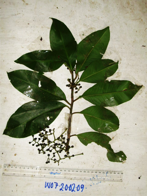 Conandrium polyanthum image