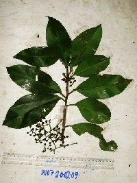 Media resource of Conandrium polyanthum