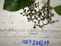 Conandrium polyanthum image