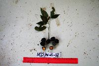 Image of Cryptocarya caudata