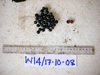 Cryptocarya densiflora image