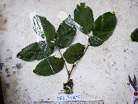 Image Associated With the Occurrence