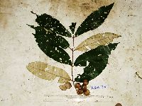 Aglaia argentea image