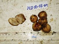 Aglaia argentea image