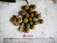 Chisocheton ceramicus image