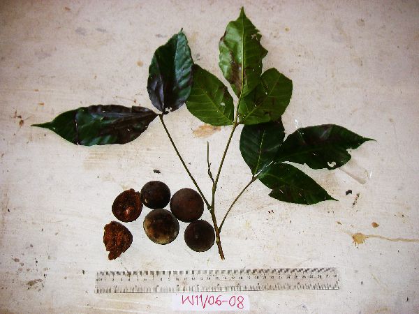 Sandoricum image