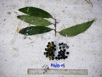 Thumbnail image of current specimen