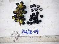 Thumbnail image of current specimen