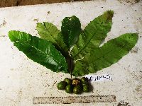 Pometia pinnata image