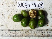 Pometia pinnata image