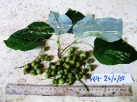 Image of Mallotus floribundus