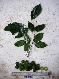 Thumbnail image of current specimen