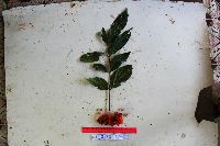 Archidendron aruense image