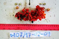 Archidendron aruense image