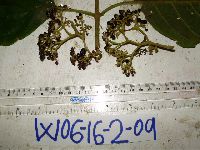 Thumbnail image of current specimen