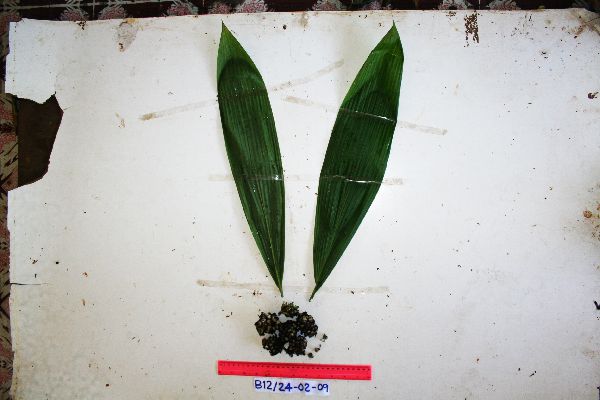 Molineria capitulata image