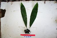 Image of Molineria capitulata