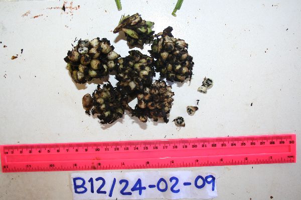 Hypoxidaceae image