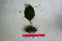 Thumbnail image of current specimen