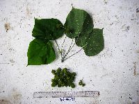 Macaranga ducis image