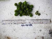 Macaranga ducis image