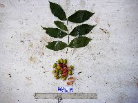 Aceratium oppositifolium image