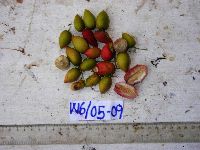 Aceratium oppositifolium image